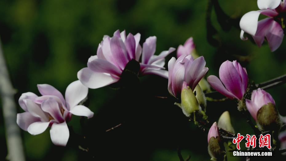 世界で唯一の樹齢400年のサラサモクレンが満開に　陝西省漢中