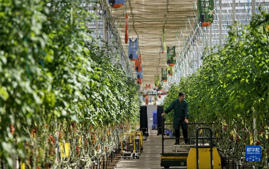 スマート農(nóng)業(yè)の発展に取り組む北京、スマート工場でトマトを栽培