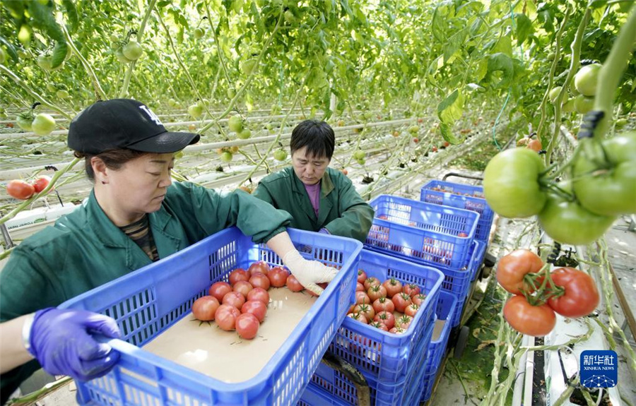 スマート農(nóng)業(yè)の発展に取り組む北京、スマート工場(chǎng)でトマトを栽培