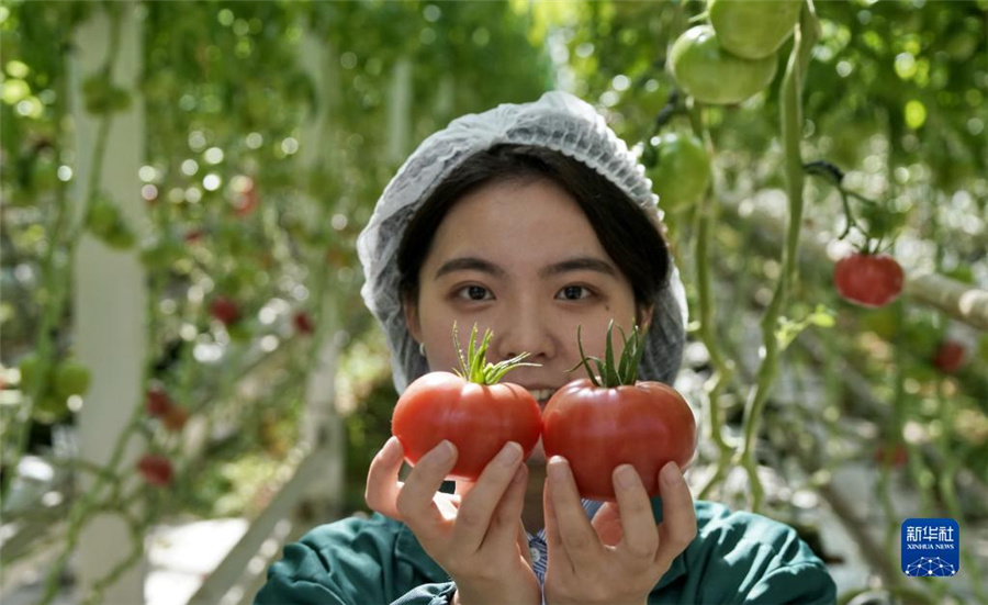 スマート農(nóng)業(yè)の発展に取り組む北京、スマート工場でトマトを栽培