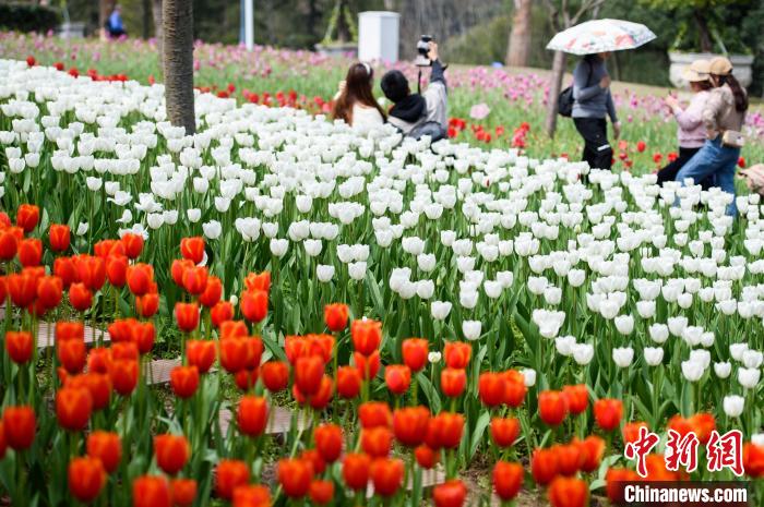 満開を迎えた數(shù)十萬本のチューリップ　重慶長壽湖