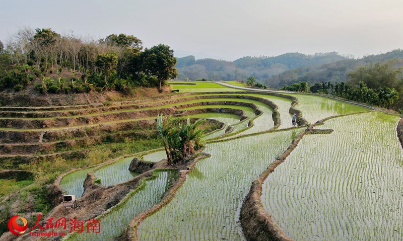 春の田植えを迎えた牙胡棚田　海南省五指山