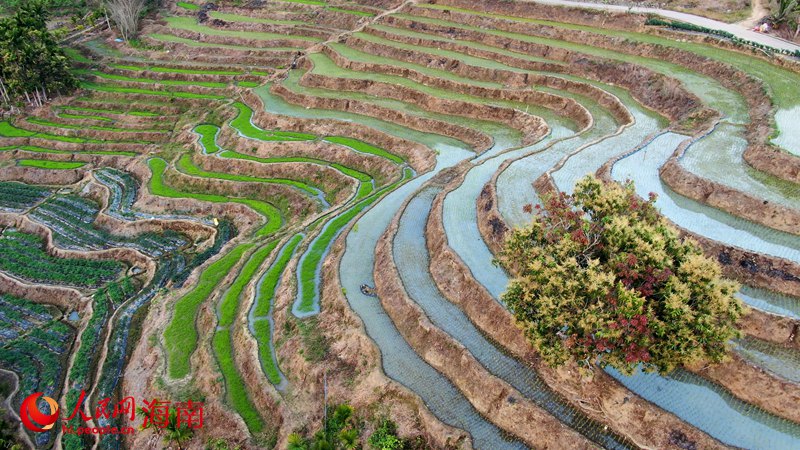 春の田植えを迎えた牙胡棚田　海南省五指山