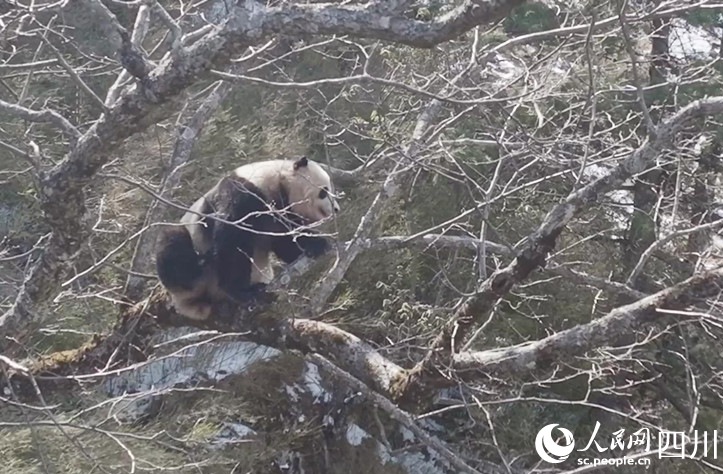 野生パンダの求愛は木の上で？　四川省