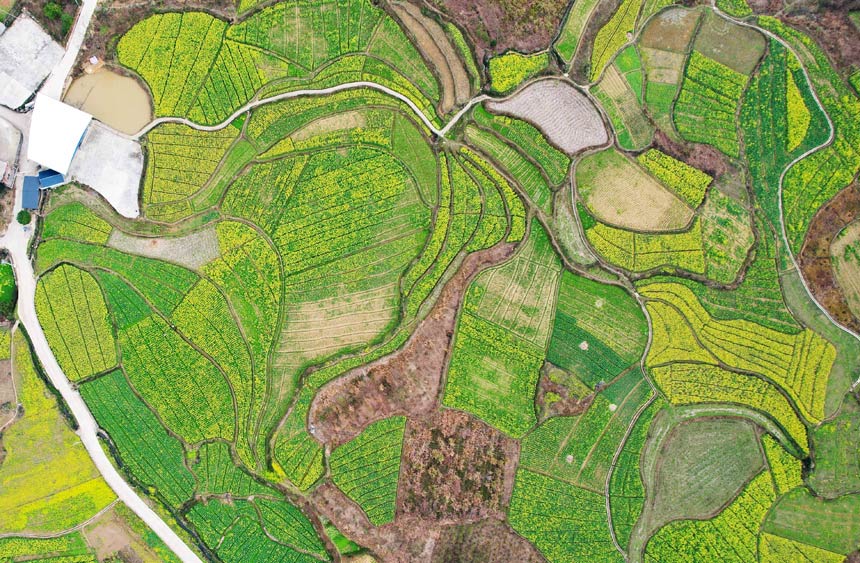 菜の花畑が広がる美しい農(nóng)村　広西