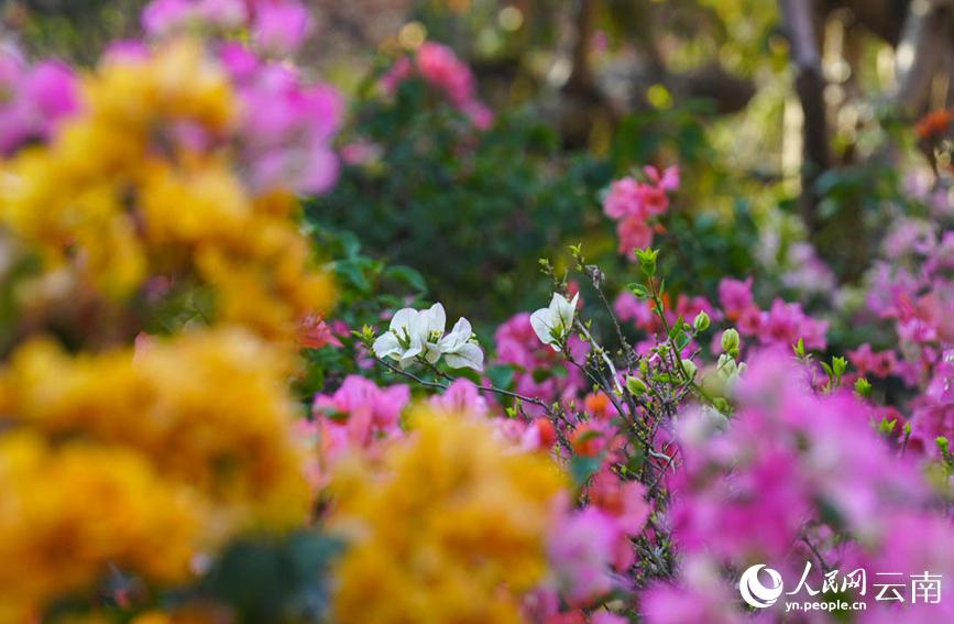 色とりどりのブーゲンビリア20萬株が咲き亂れる絶景　雲(yún)南省普洱