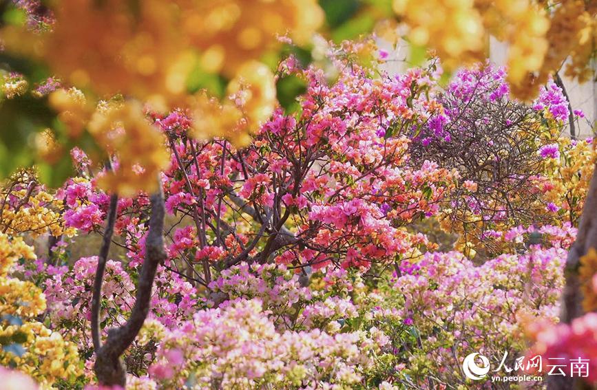 色とりどりのブーゲンビリア20萬(wàn)株が咲き亂れる絶景　雲(yún)南省普洱