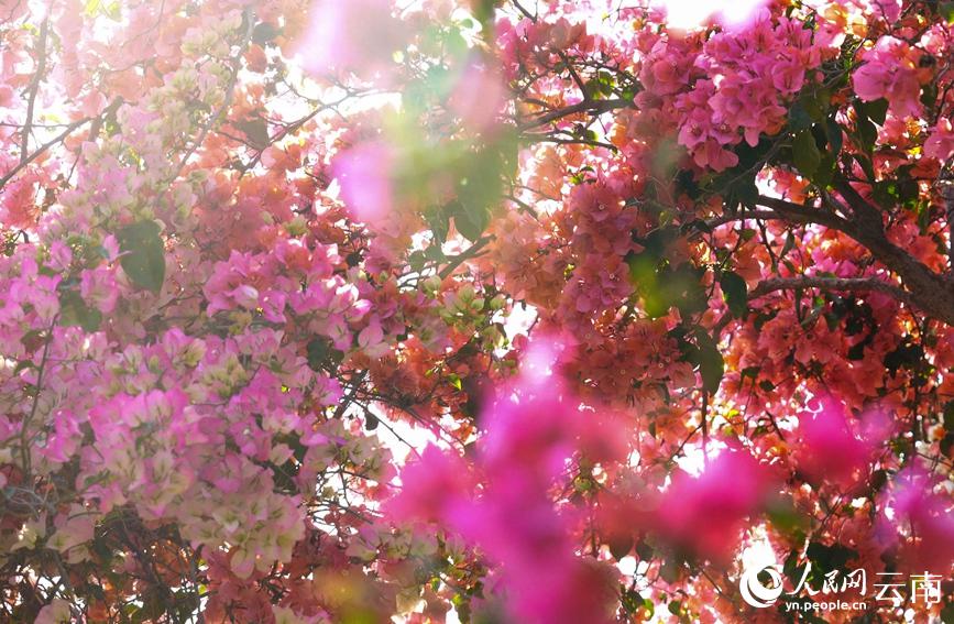 色とりどりのブーゲンビリア20萬株が咲き亂れる絶景　雲(yún)南省普洱