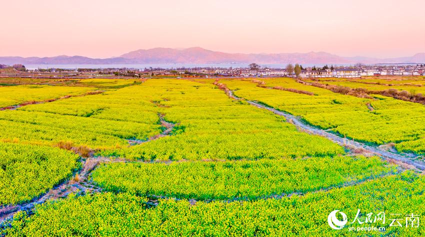 菜の花と洱海の月が織りなす雲(yún)南の美
