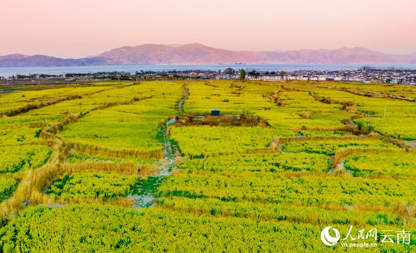 菜の花と洱海の月が織りなす雲(yún)南の美