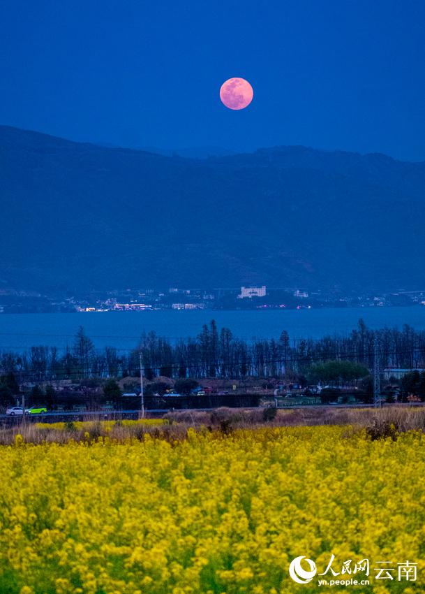菜の花と洱海の月が織りなす雲(yún)南の美