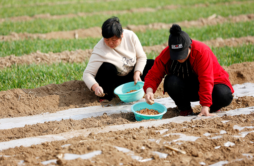 春到來(lái)で農(nóng)繁期迎えた山西省襄汾