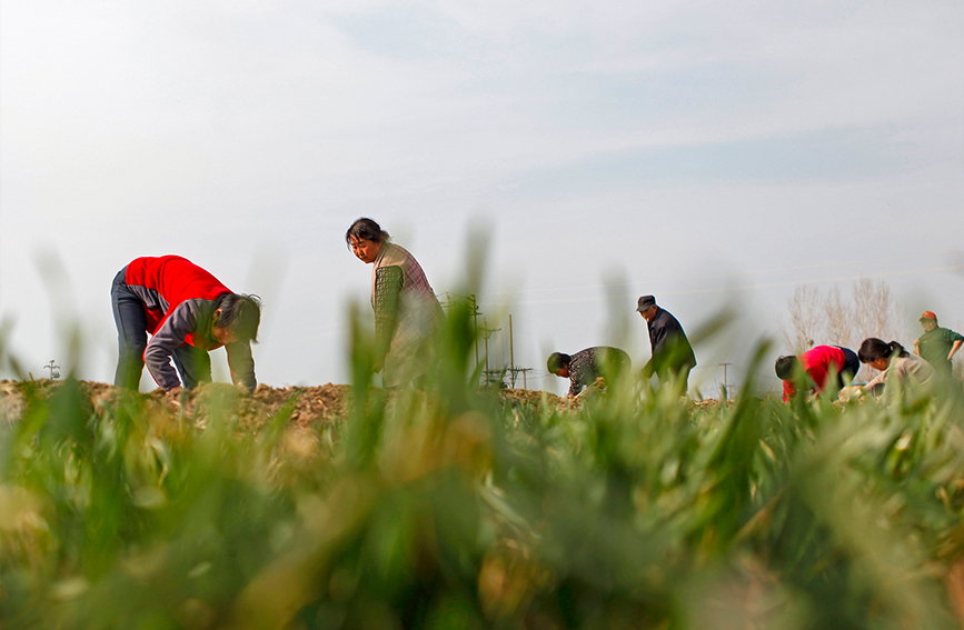 春到來で農繁期迎えた山西省襄汾