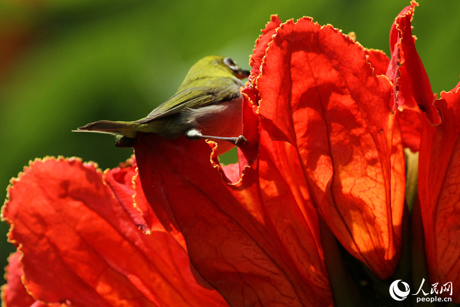 カエンボクの花にとまった小鳥（撮影?陳博）。