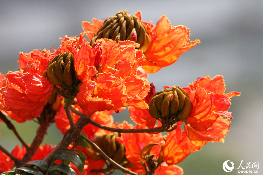 廈門の街角に咲き誇るカエンボクの花　福建省