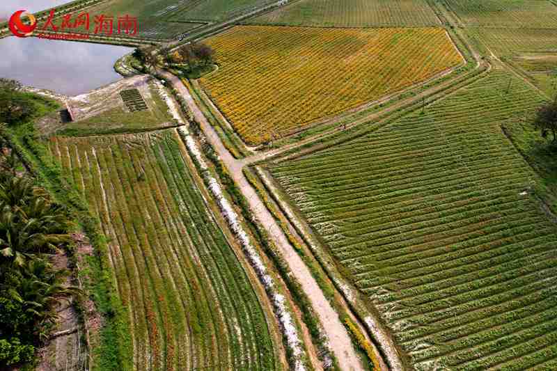 海南省に花見や行楽のベストシーズン到來