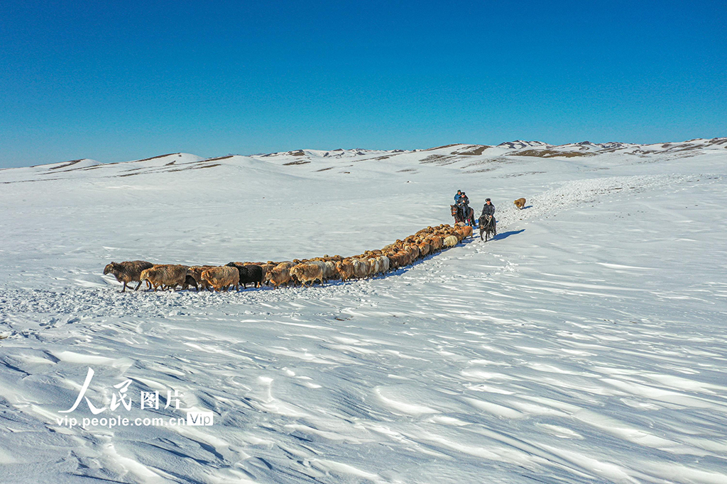 牧畜民の牧場移動をサポートする警官（撮影?何楽為/寫真著作権は人民図片が所有のため転載禁止）。