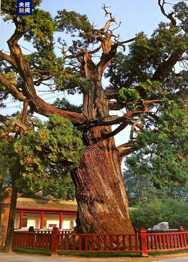 陝西省の樹齢5000年以上の古木5本にそれぞれ対応した保護(hù)対策実施