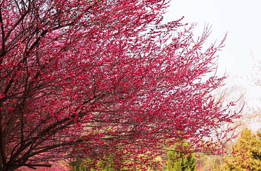 秦嶺山麓に今年も美しい梅の季節(jié)到來(lái)　陝西省