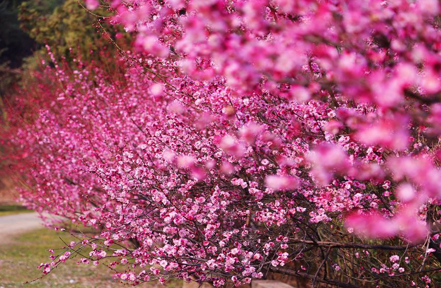秦嶺山麓に今年も美しい梅の季節(jié)到來　陝西省