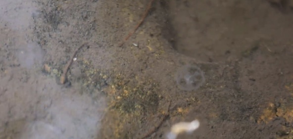 世界レベルの絶滅危懼種「マミズクラゲ」（資料提供?五指山市融メディア）。