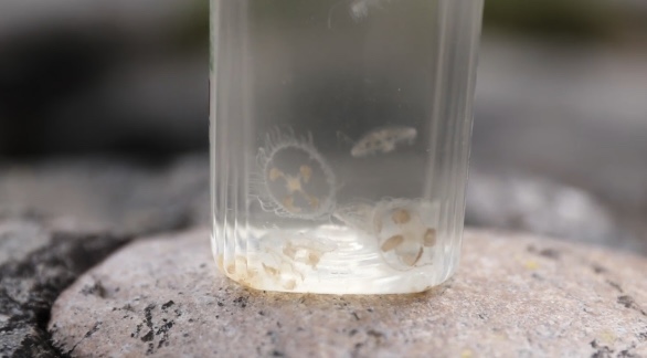 世界レベルの絶滅危懼種「マミズクラゲ」を再び確認(rèn)　海南省五指山