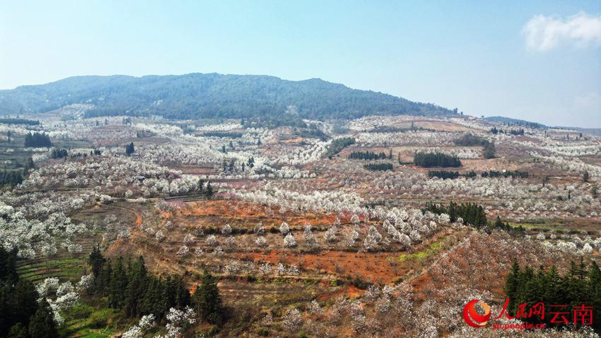 満開を迎えた広大な梨の果樹園（撮影?張航）。