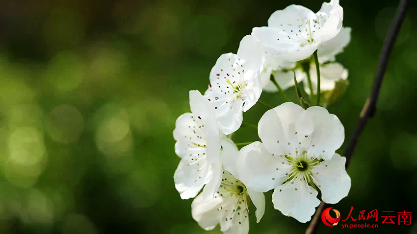 美しい田園風(fēng)景を描く広大な梨の花　雲(yún)南省個(gè)舊