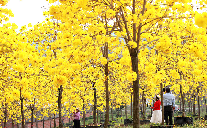 3月に入り、開花期を迎えたコガネノウゼン。