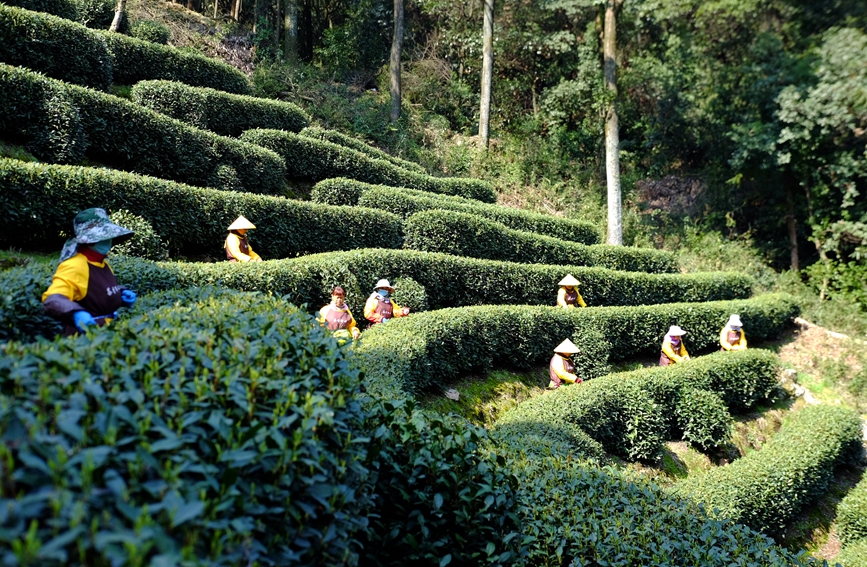 西湖竜井茶の茶摘み始まる　浙江省杭州