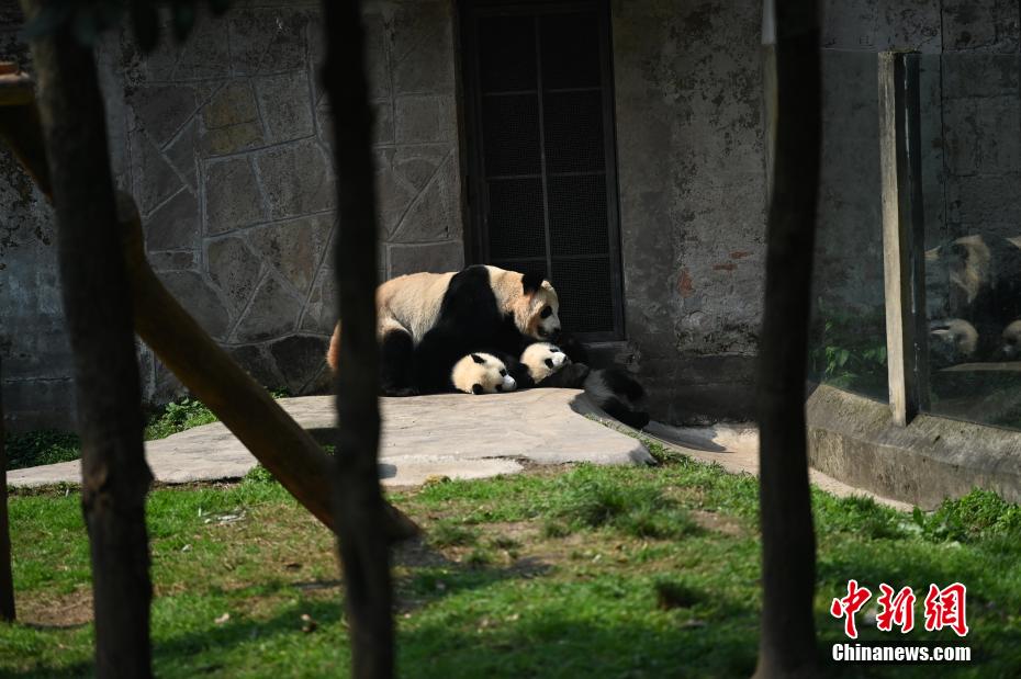 重慶動物園の雙子パンダの名前が「渝可」と「渝愛」に決定