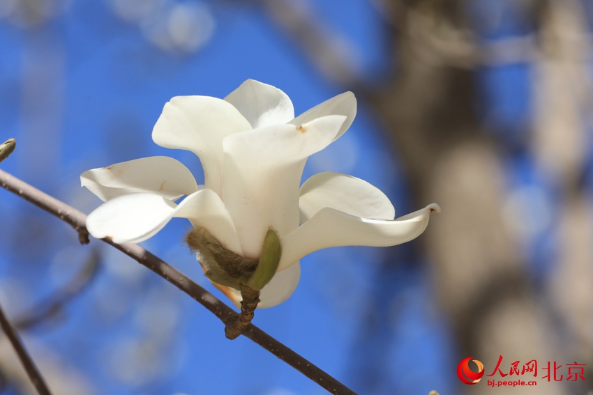 北京市の長(zhǎng)安街は春爛漫