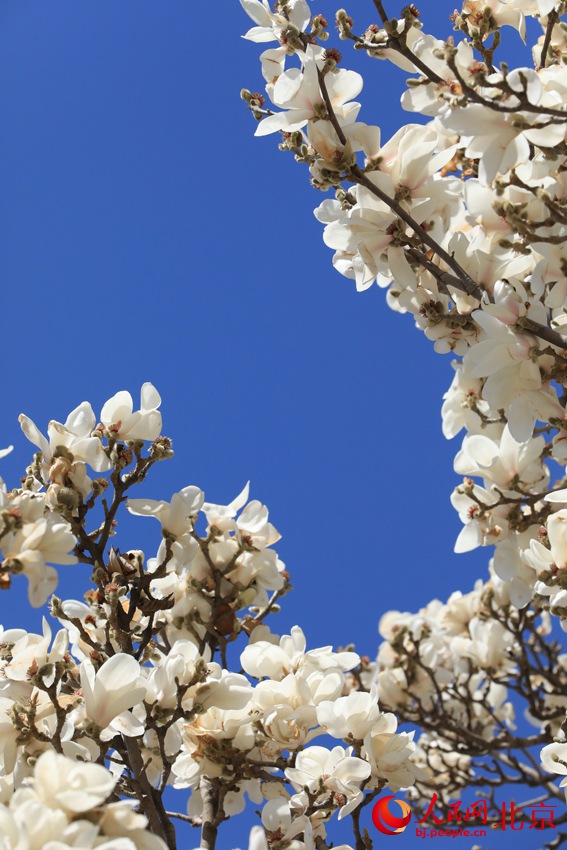 北京市の長安街は春爛漫