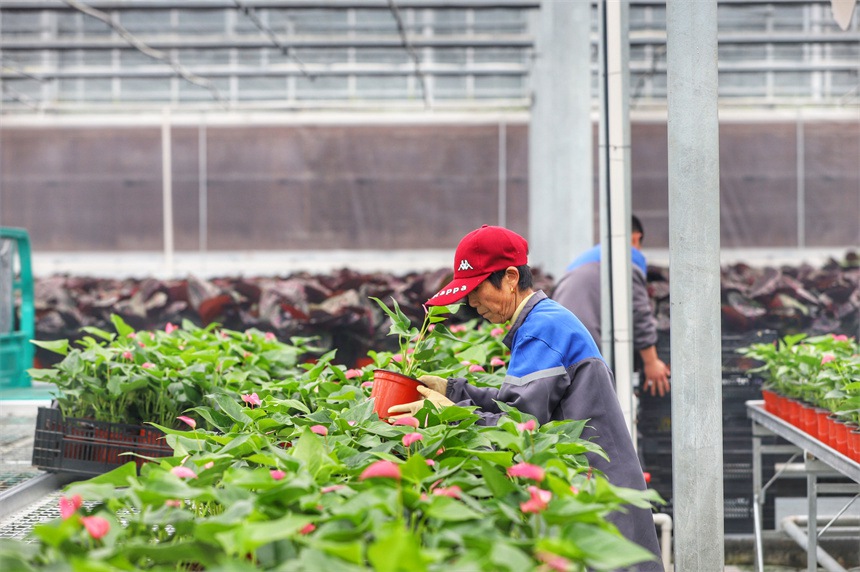 「花卉経済」が様々な産業(yè)の発展を促進(jìn)　江西省彭沢