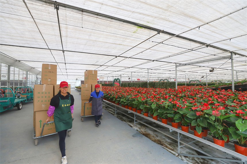 「花卉経済」が様々な産業(yè)の発展を促進　江西省彭沢