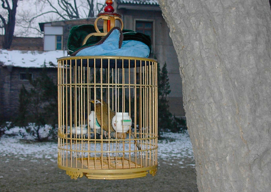 小鳥(niǎo)好きに悪い奴はいない