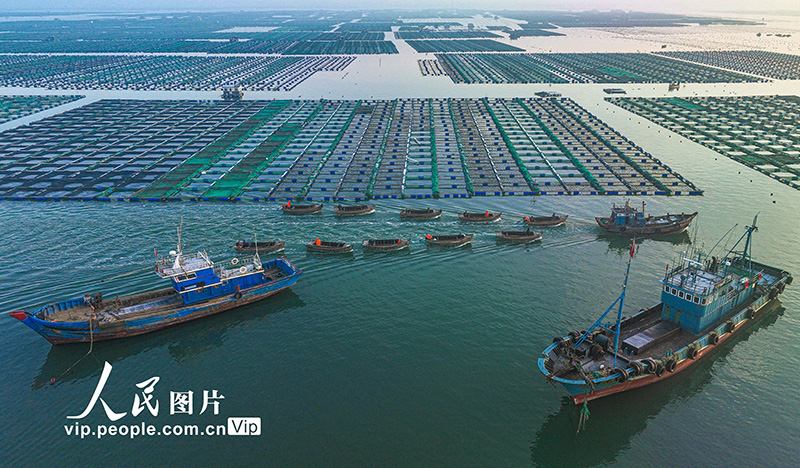 海洋牧場(chǎng)の急成長(zhǎng)をサポートする風(fēng)力発電　山東省栄成