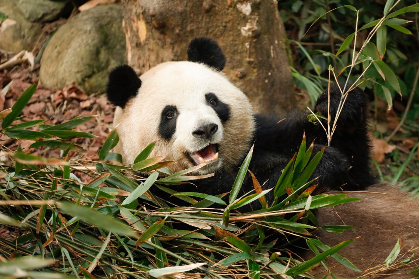 パンダ谷に暮らすジャイアントパンダ（寫真提供?成都ジャイアントパンダ繁殖研究基地）。