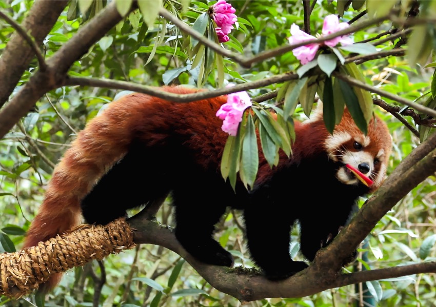 パンダ谷でパンダと高山ツツジを鑑賞　四川省