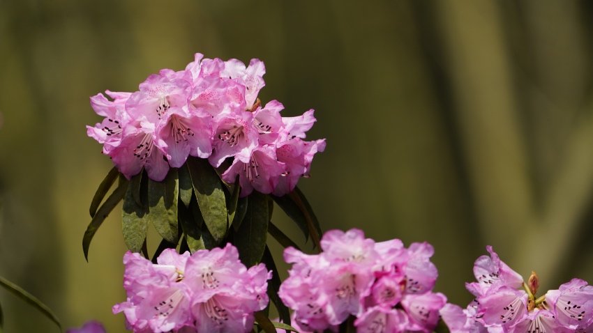 パンダ谷でパンダと高山ツツジを鑑賞　四川省