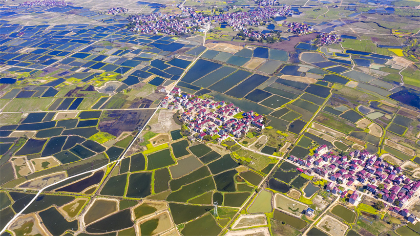 養(yǎng)殖池と菜の花畑、村に建ち並ぶ住宅が互いに引き立て合う春の景色（撮影?周亮）。