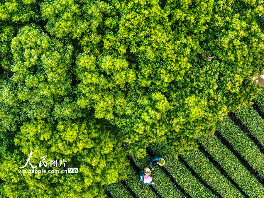 西湖竜井茶の茶摘みの様子（撮影?唐方校/寫真著作権は人民図片が所有のため転載禁止）。