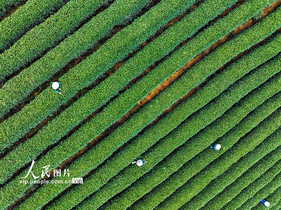 西湖竜井茶の茶摘みスタート　浙江省杭州