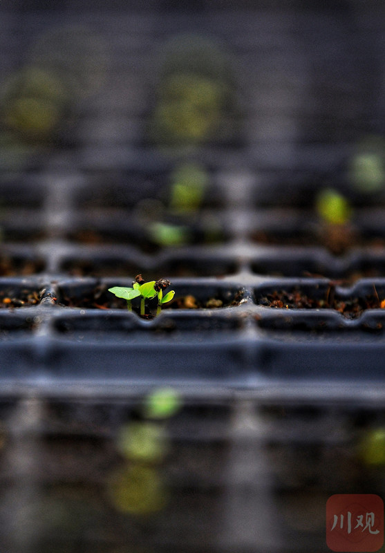 宇宙を旅した4千粒のフヨウの種が地上で発芽中