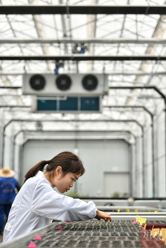 宇宙を旅した4千粒のフヨウの種が地上で発芽中