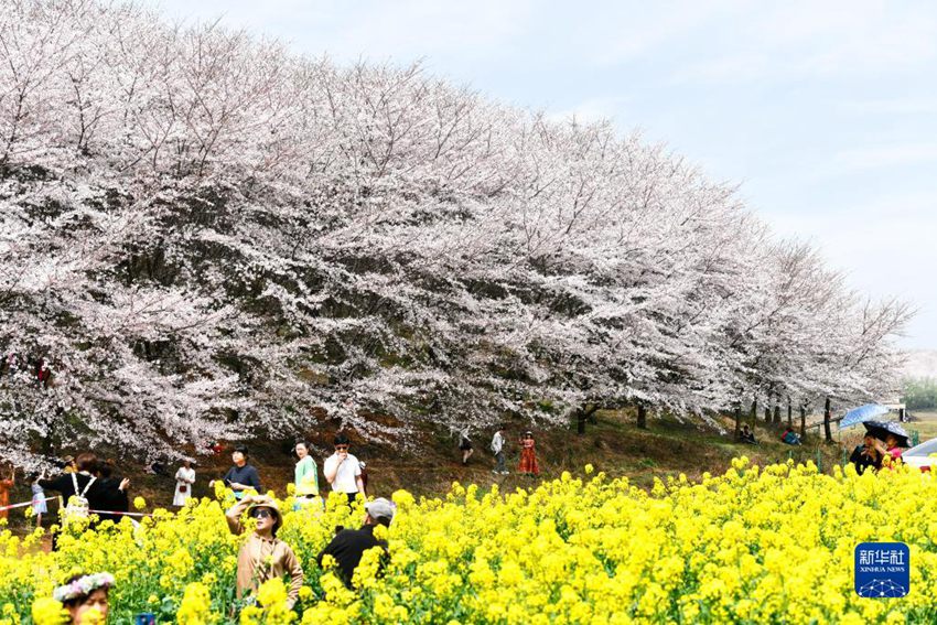 貴州省の広大な敷地に満開となった桜の花
