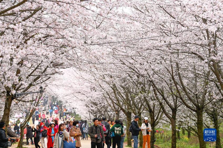 貴州省の広大な敷地に満開となった桜の花