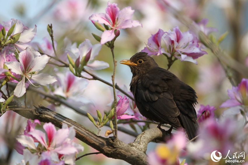 フイリソシンカが開花し、ピンク色に彩られた福建省廈門市