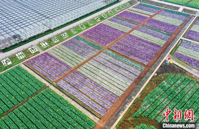 董允壩現(xiàn)代農(nóng)業(yè)パークの美しい田園風(fēng)景（撮影?劉學(xué)懿）。