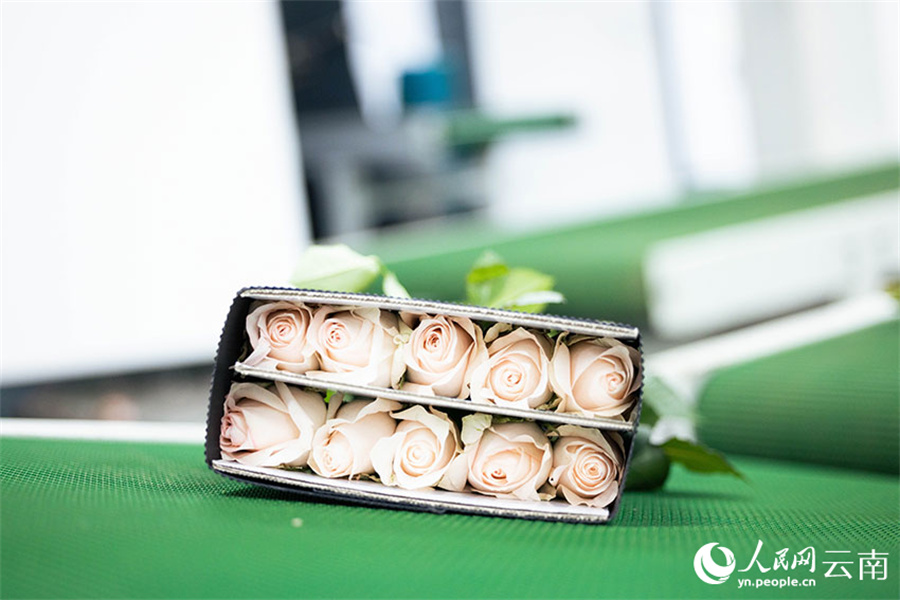 雲(yún)南の花卉産業(yè)の発展を後押しする「呼吸できる」溫室